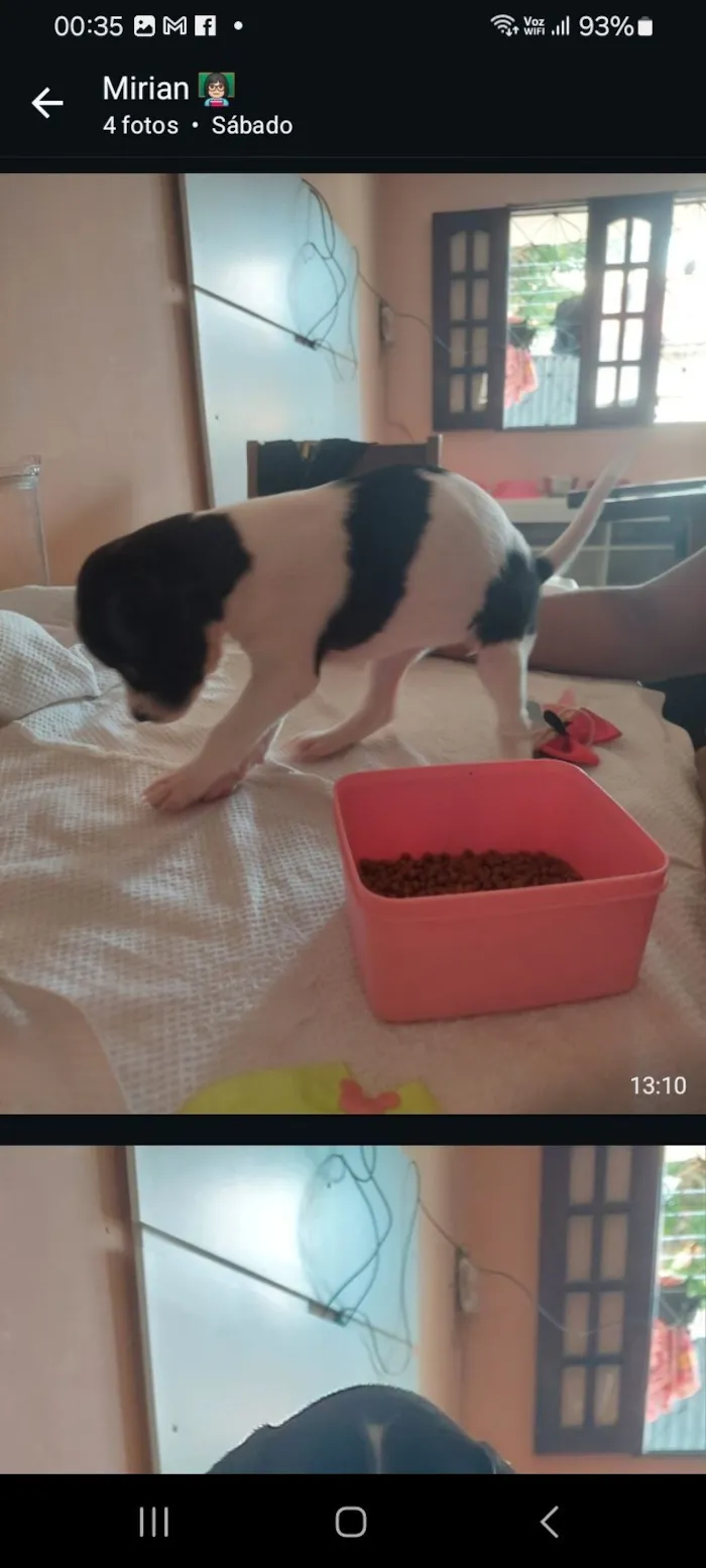 Cachorro raça SRD-ViraLata idade 2 a 6 meses nome Belina