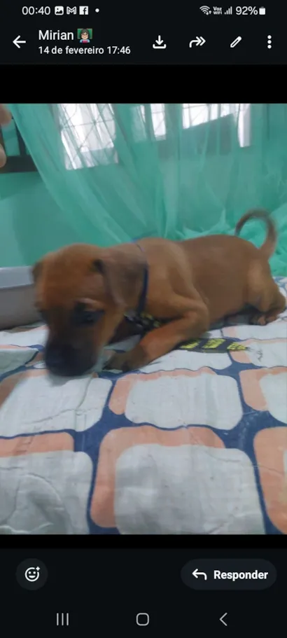 Cachorro raça SRD-ViraLata idade 2 a 6 meses nome Beloto