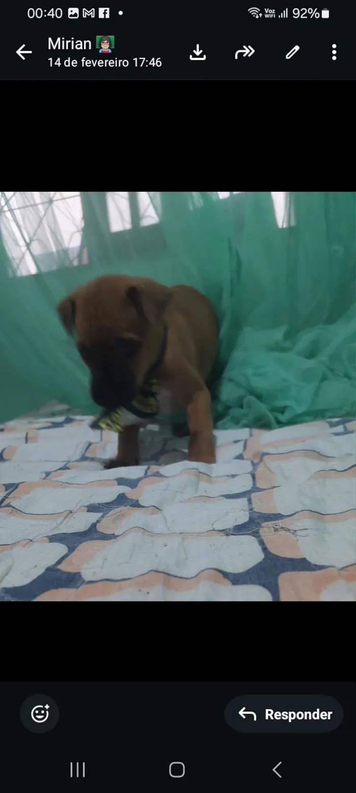 Cachorro raça SRD-ViraLata idade 2 a 6 meses nome Beloto
