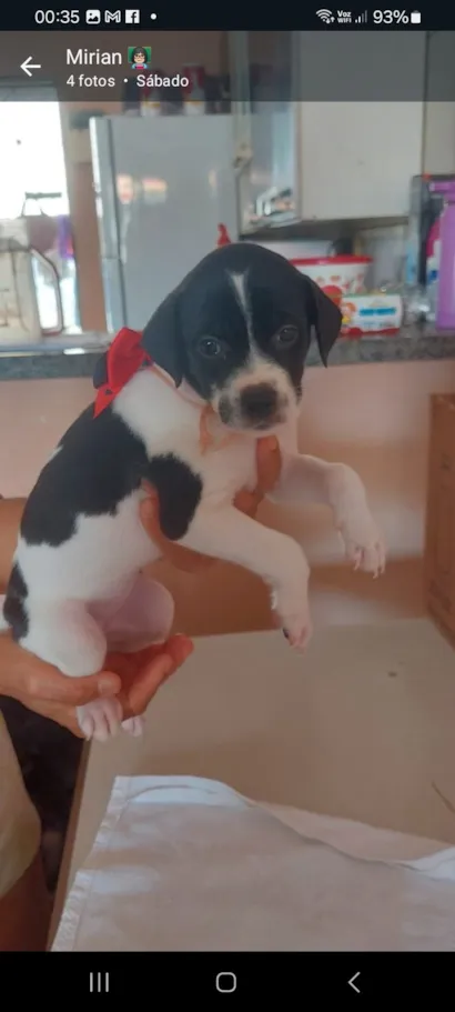 Cachorro raça SRD-ViraLata idade Abaixo de 2 meses nome Moçinha 