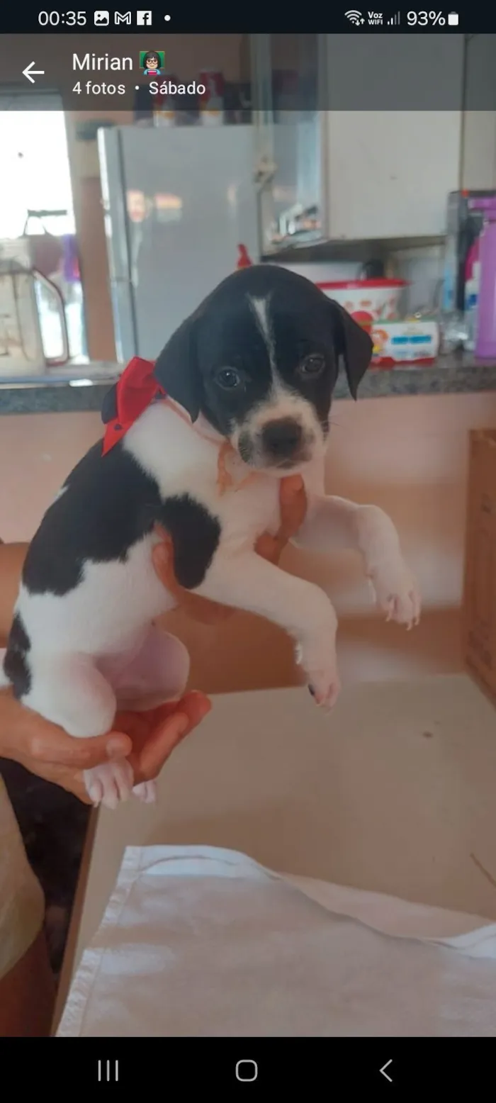 Cachorro raça SRD-ViraLata idade Abaixo de 2 meses nome Moçinha 
