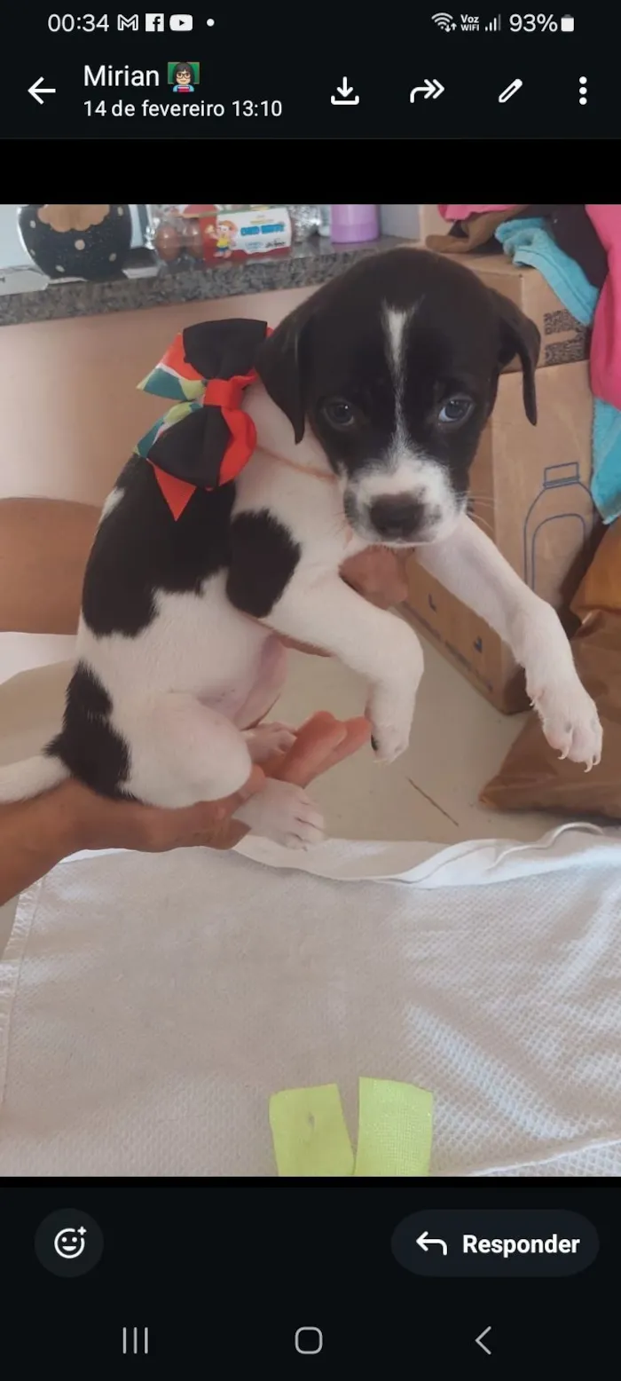 Cachorro raça SRD-ViraLata idade Abaixo de 2 meses nome Moçinha 