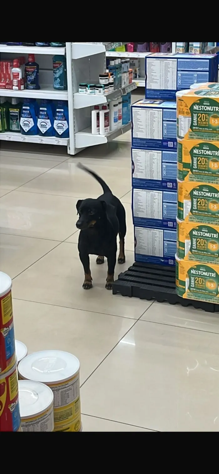 Cachorro raça Pinscher idade 3 anos nome Spaik
