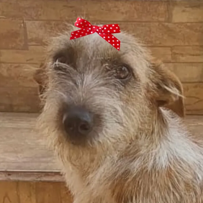 Cachorro raça Poodle idade 1 ano nome Julia 