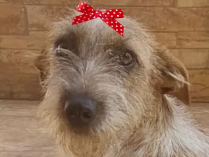 Cachorro raça Poodle idade 1 ano nome Julia 