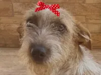 Cachorro raça Poodle idade 1 ano nome Julia 