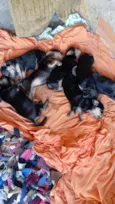 Cachorro raça Sem raça definida  idade Abaixo de 2 meses nome Sem nome