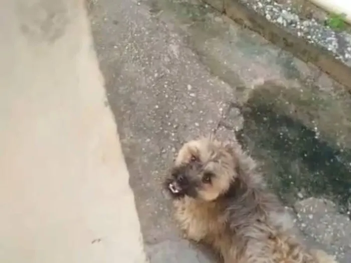 Cachorro raça Shitzu idade 2 anos nome Luna