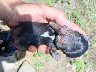 Cachorro raça Sem raça definida  idade Abaixo de 2 meses nome Sem nome