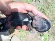 Cachorro raça Sem raça definida  idade Abaixo de 2 meses nome Sem nome