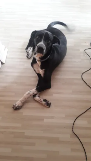 Cachorro raça SRD-ViraLata idade 1 ano nome Eros