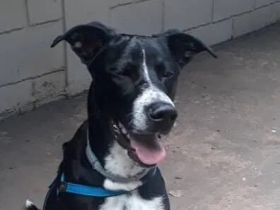 Cachorro raça SRD-ViraLata idade 1 ano nome Eros