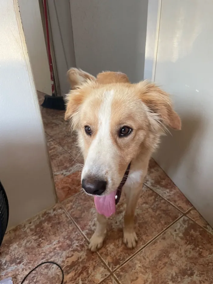 Cachorro raça SRD-ViraLata idade 2 a 6 meses nome Apollo 