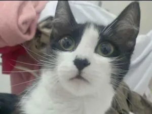 Gato raça SRD-ViraLata idade 1 ano nome Mel