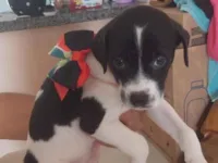 Cachorro raça SRD-ViraLata idade 2 a 6 meses nome Belina
