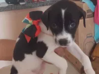 Cachorro raça SRD-ViraLata idade Abaixo de 2 meses nome Moçinha 