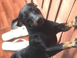 Cachorro raça Pinscher idade 3 anos nome Spaik