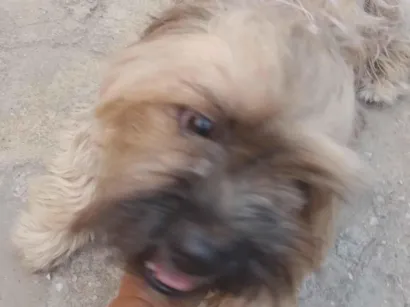 Cachorro raça Shitzu idade 2 anos nome Luna