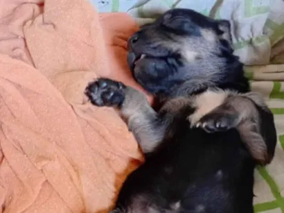 Cachorro raça Sem raça definida  idade Abaixo de 2 meses nome Sem nome