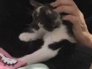 Gato raça American Shorthair idade 2 a 6 meses nome Eudora