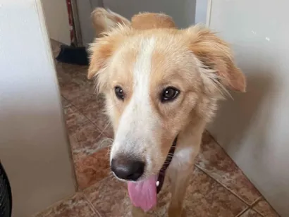 Cachorro raça SRD-ViraLata idade 2 a 6 meses nome Apollo 