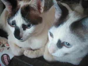 Gato raça SRD-ViraLata idade 5 anos nome Rhaj