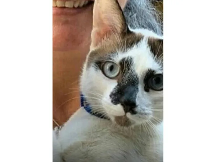 Cachorro raça SRD-ViraLata idade 5 anos nome Axel