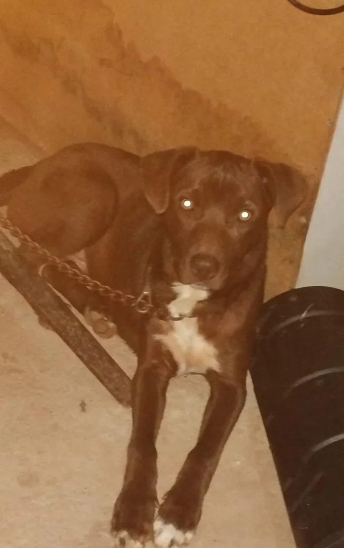 Cachorro raça Pit-Bull idade 2 a 6 meses nome Leury 