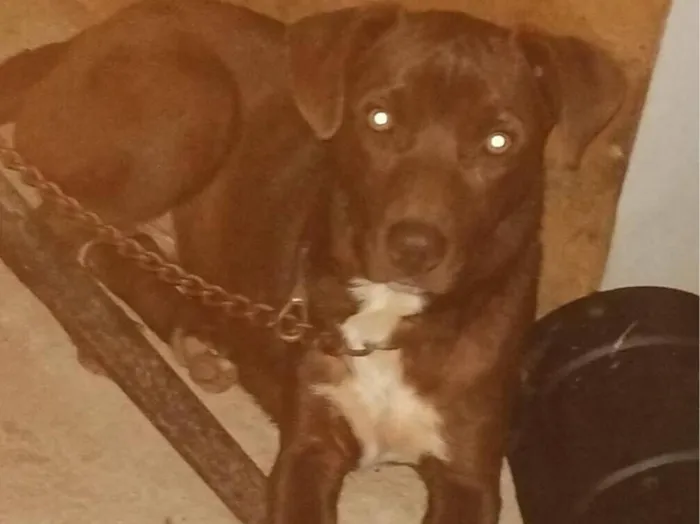 Cachorro raça Pit-Bull idade 2 a 6 meses nome Leury 