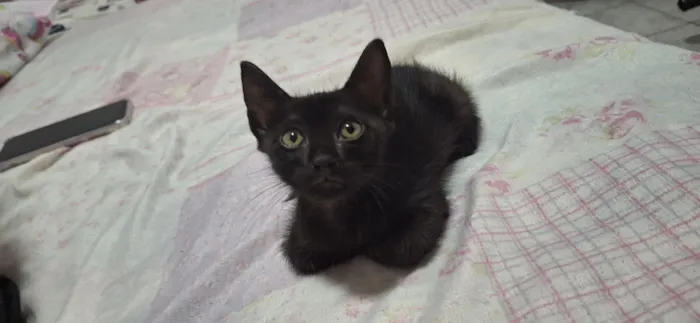 Gato raça SRD-ViraLata idade 2 a 6 meses nome Filhotes