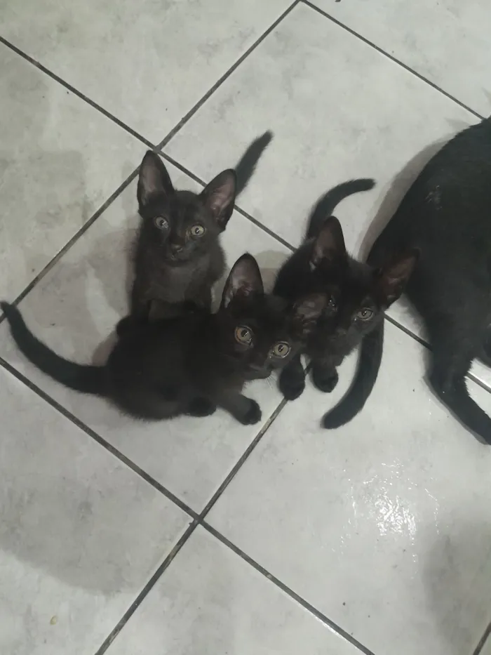 Gato raça SRD-ViraLata idade 2 a 6 meses nome Filhotes