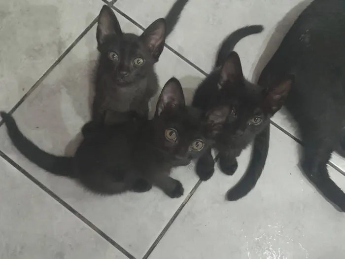 Gato raça SRD-ViraLata idade 2 a 6 meses nome Filhotes