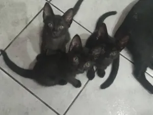 Gato raça SRD-ViraLata idade 2 a 6 meses nome Filhotes