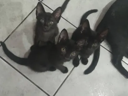 Gato raça SRD-ViraLata idade 2 a 6 meses nome Filhotes