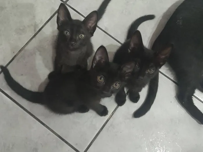 Gato raça SRD-ViraLata idade 2 a 6 meses nome Filhotes