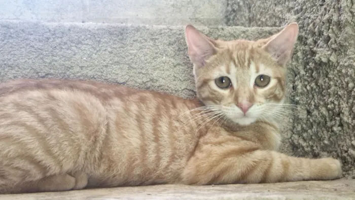 Gato raça SRD-ViraLata idade 2 a 6 meses nome Laranjinha