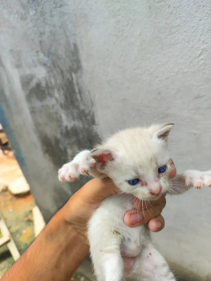 Gato raça Siamês idade Abaixo de 2 meses nome 3 fêmeas 