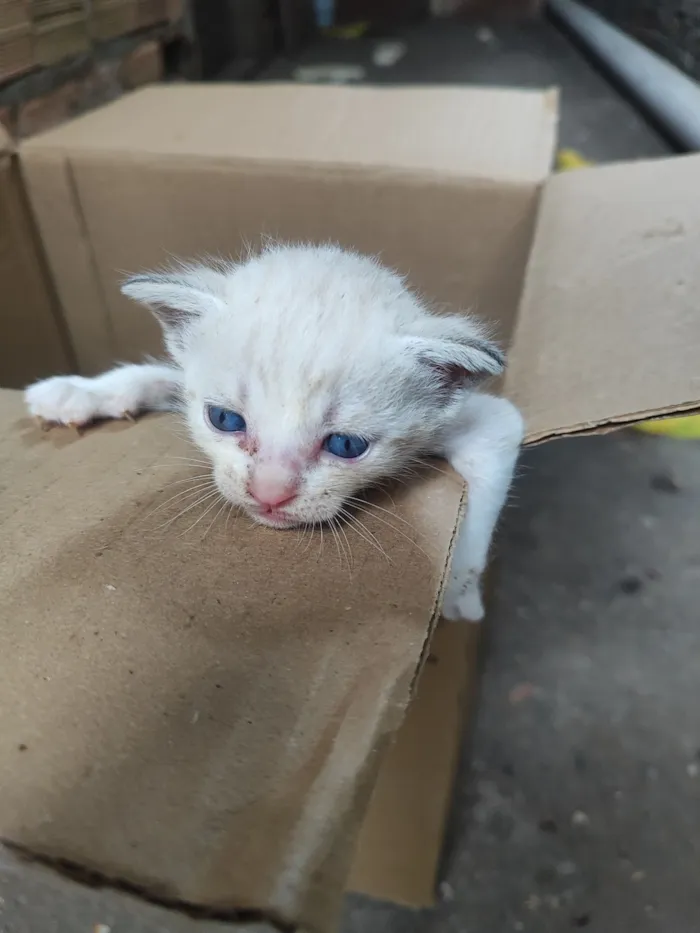 Gato raça Siamês idade Abaixo de 2 meses nome 3 fêmeas 