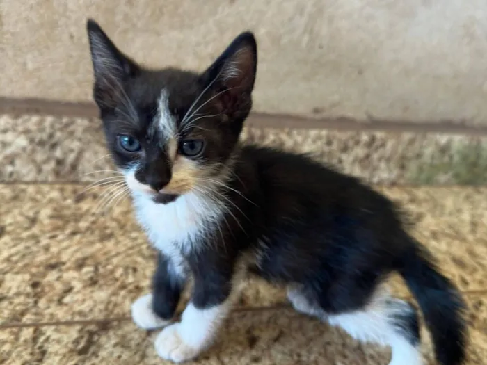 Gato raça SRD-ViraLata idade 2 a 6 meses nome Gatinhos fofos