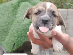 Cachorro raça SRD-ViraLata idade 2 a 6 meses nome Não colocamos nome 