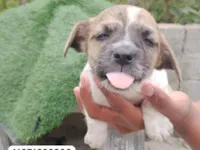 Cachorro raça SRD-ViraLata idade 2 a 6 meses nome Não colocamos nome 