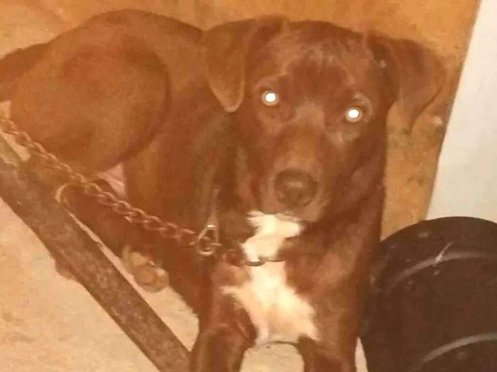 Cachorro raça Pit-Bull idade 2 a 6 meses nome Leury 