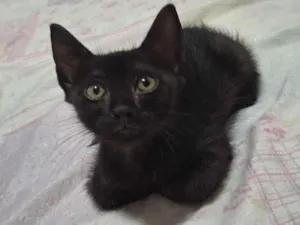 Gato raça SRD-ViraLata idade 2 a 6 meses nome Filhotes