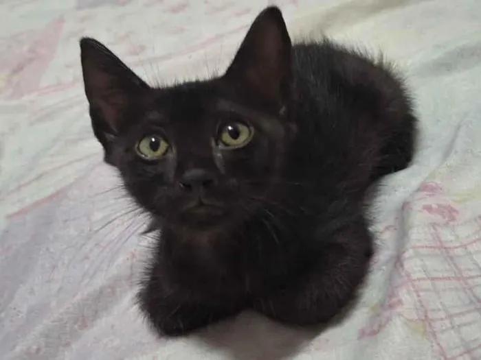 Gato raça SRD-ViraLata idade 2 a 6 meses nome Filhotes