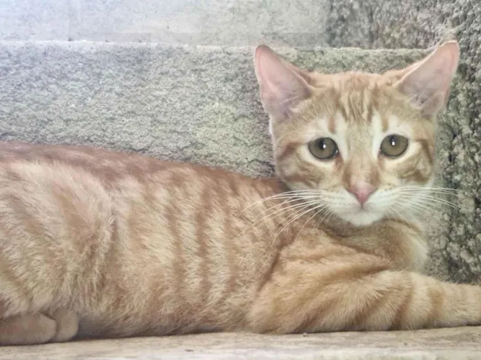 Gato raça SRD-ViraLata idade 2 a 6 meses nome Laranjinha