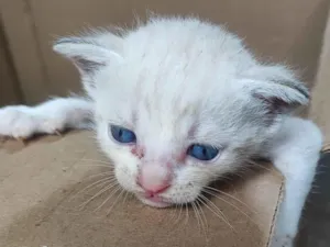 Gato raça Siamês idade Abaixo de 2 meses nome 3 fêmeas 