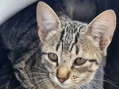 Gato raça SRD-ViraLata idade 2 a 6 meses nome Oncinha