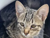 Gato raça SRD-ViraLata idade 2 a 6 meses nome Oncinha