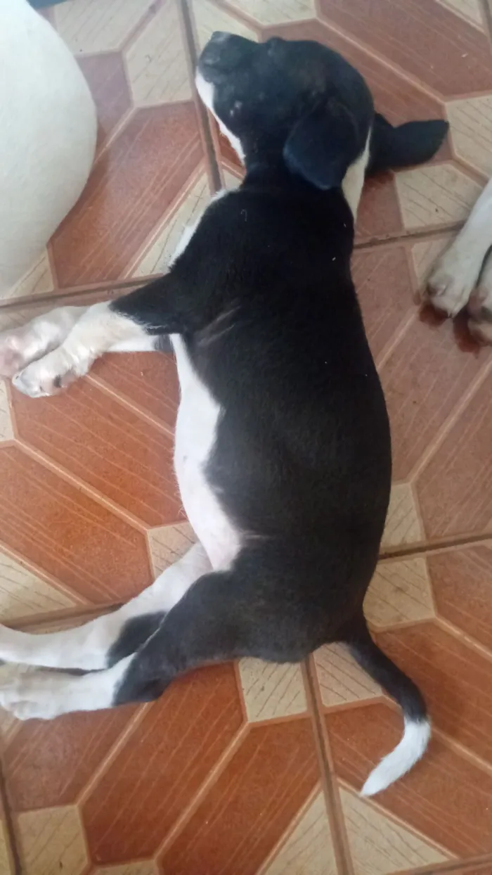 Cachorro raça Labrador idade 2 a 6 meses nome Alexandre Klein