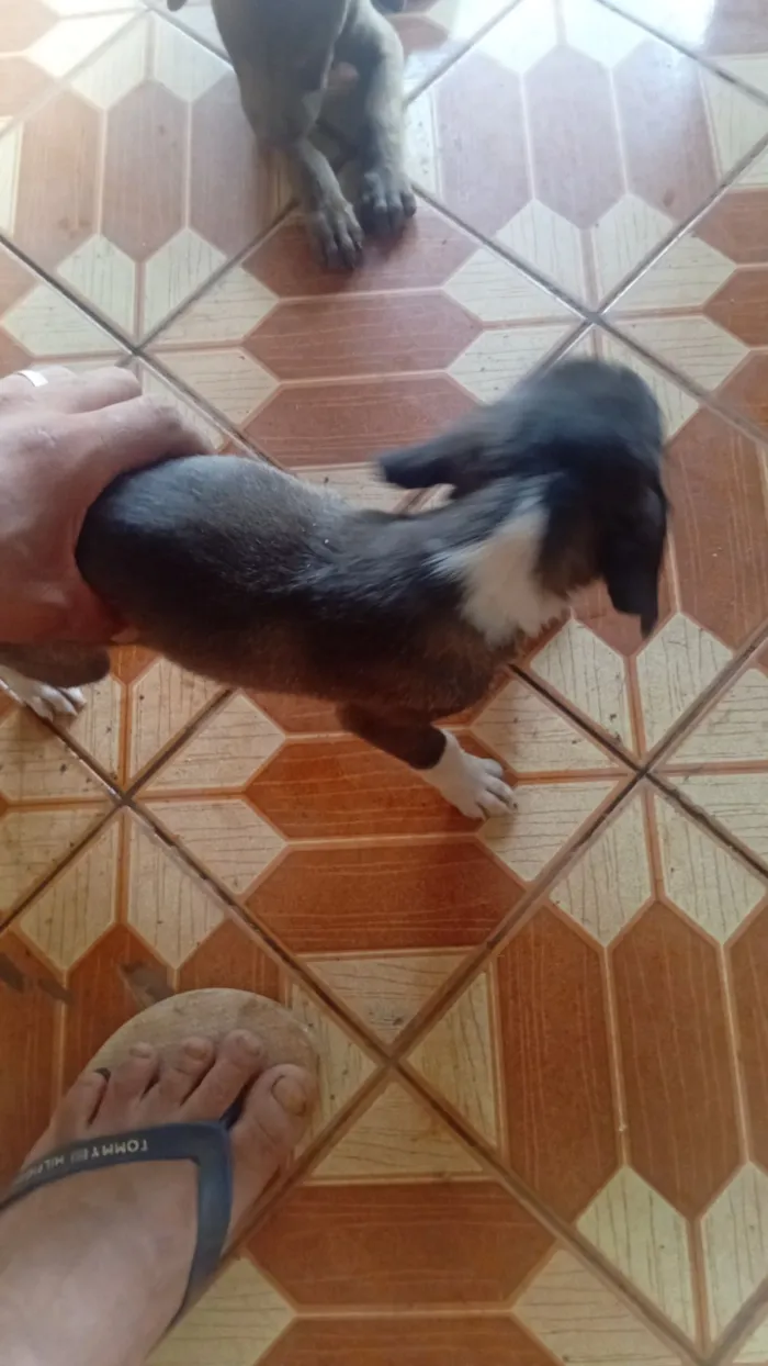 Cachorro raça Labrador idade 2 a 6 meses nome Alexandre Klein